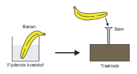 En banan nedfrosset i flydende kvælstof kan bruges som en glimrende hammer, der kan slå et søm i et bræt